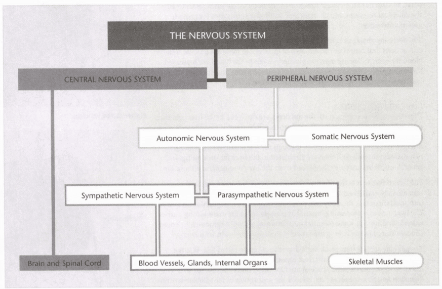 ISSA Unit 2 - Basic anatomy and physiology 10 ISSA Unit 2 - Basic anatomy and physiology 8