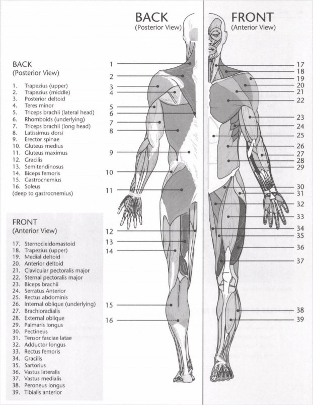 ISSA Unit 3 - Musculoskeletal anatomy and physiology 30 ISSA Unit 3 - Musculoskeletal anatomy and physiology 28