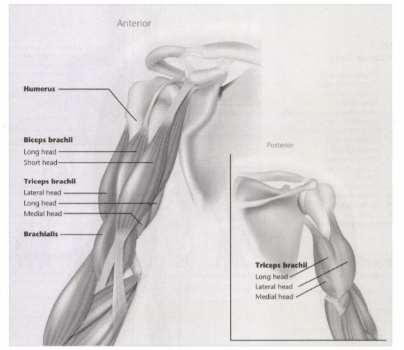ISSA Unit 3 - Musculoskeletal anatomy and physiology 31 ISSA Unit 3 - Musculoskeletal anatomy and physiology 29