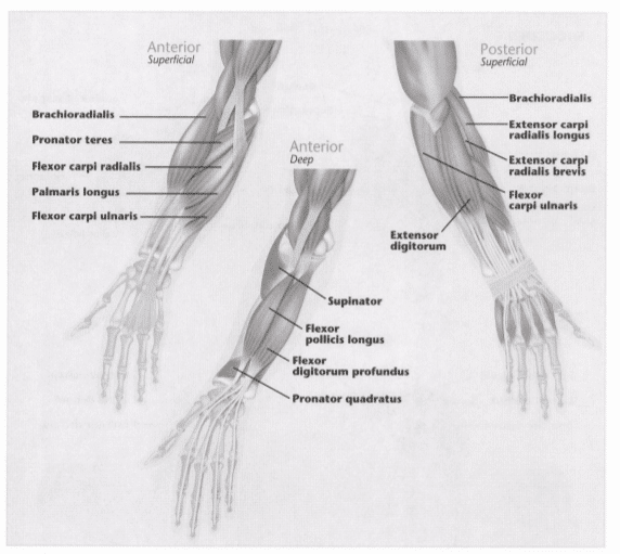 ISSA Unit 3 - Musculoskeletal anatomy and physiology 32 ISSA Unit 3 - Musculoskeletal anatomy and physiology 30