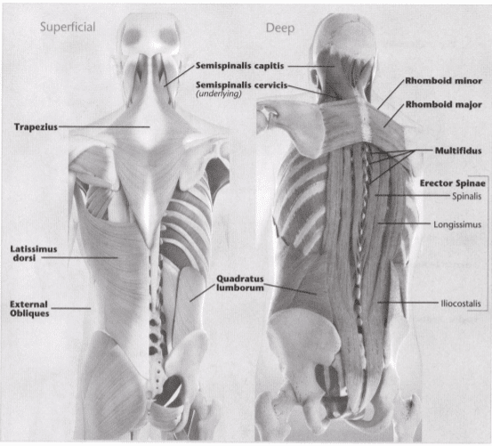ISSA Unit 3 - Musculoskeletal anatomy and physiology 33 ISSA Unit 3 - Musculoskeletal anatomy and physiology 31
