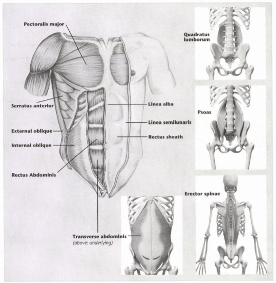 ISSA Unit 3 - Musculoskeletal anatomy and physiology 34 ISSA Unit 3 - Musculoskeletal anatomy and physiology 32