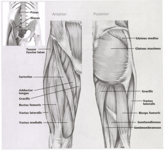 ISSA Unit 3 - Musculoskeletal anatomy and physiology 35 ISSA Unit 3 - Musculoskeletal anatomy and physiology 33