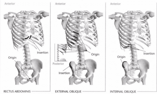 ISSA Unit 3 - Musculoskeletal anatomy and physiology 36 ISSA Unit 3 - Musculoskeletal anatomy and physiology 34