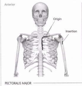 ISSA Unit 3 - Musculoskeletal anatomy and physiology 38 ISSA Unit 3 - Musculoskeletal anatomy and physiology 36