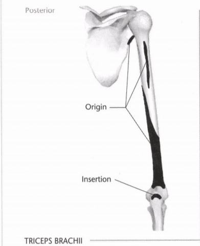 ISSA Unit 3 - Musculoskeletal anatomy and physiology 37 ISSA Unit 3 - Musculoskeletal anatomy and physiology 35