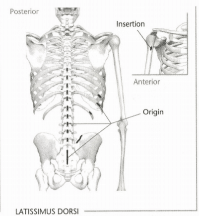 ISSA Unit 3 - Musculoskeletal anatomy and physiology 39 ISSA Unit 3 - Musculoskeletal anatomy and physiology 37