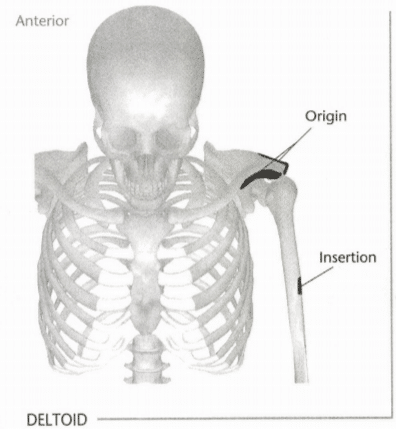 ISSA Unit 3 - Musculoskeletal anatomy and physiology 40 ISSA Unit 3 - Musculoskeletal anatomy and physiology 38