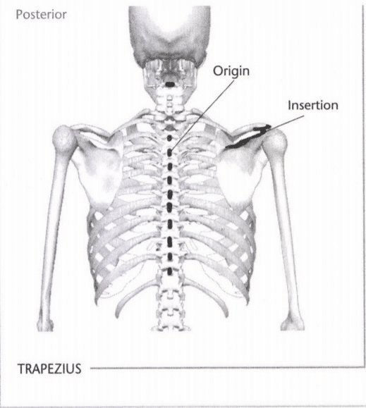 ISSA Unit 3 - Musculoskeletal anatomy and physiology 41 ISSA Unit 3 - Musculoskeletal anatomy and physiology 39