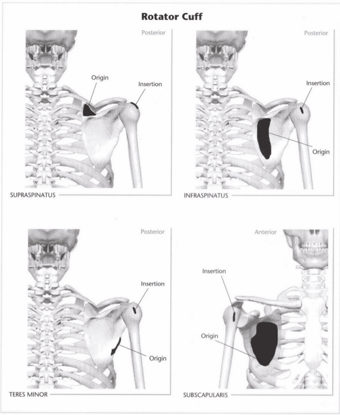 ISSA Unit 3 - Musculoskeletal anatomy and physiology 42 ISSA Unit 3 - Musculoskeletal anatomy and physiology 40