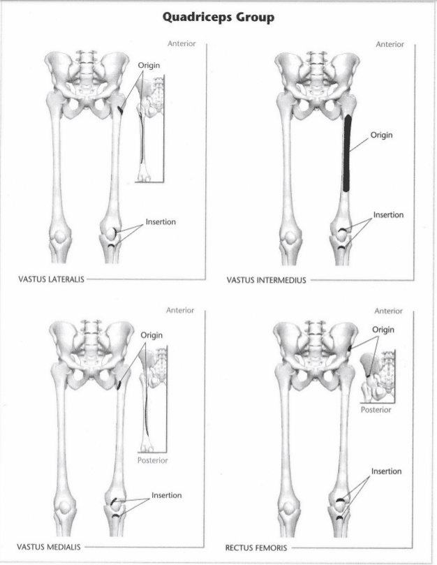 ISSA Unit 3 - Musculoskeletal anatomy and physiology 43 ISSA Unit 3 - Musculoskeletal anatomy and physiology 41
