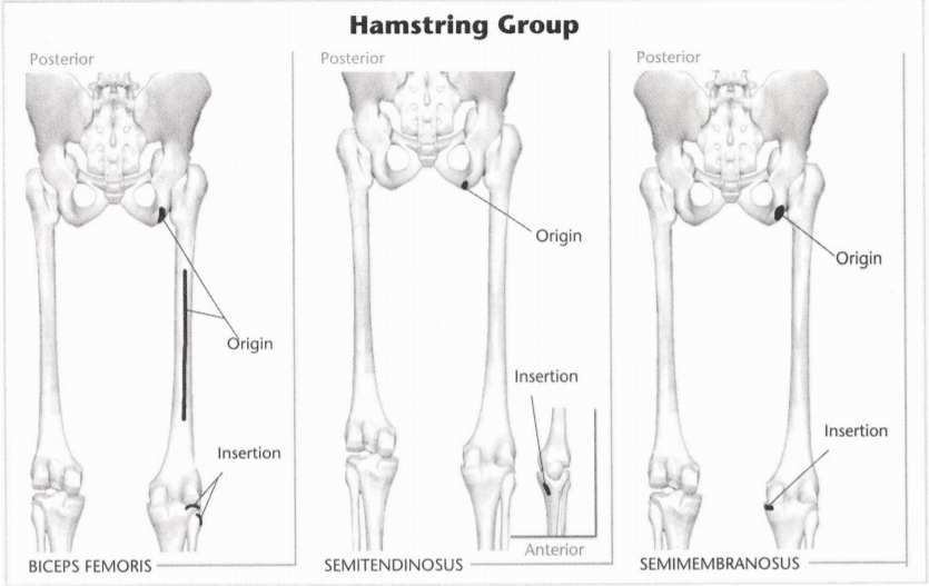 ISSA Unit 3 - Musculoskeletal anatomy and physiology 44 ISSA Unit 3 - Musculoskeletal anatomy and physiology 42