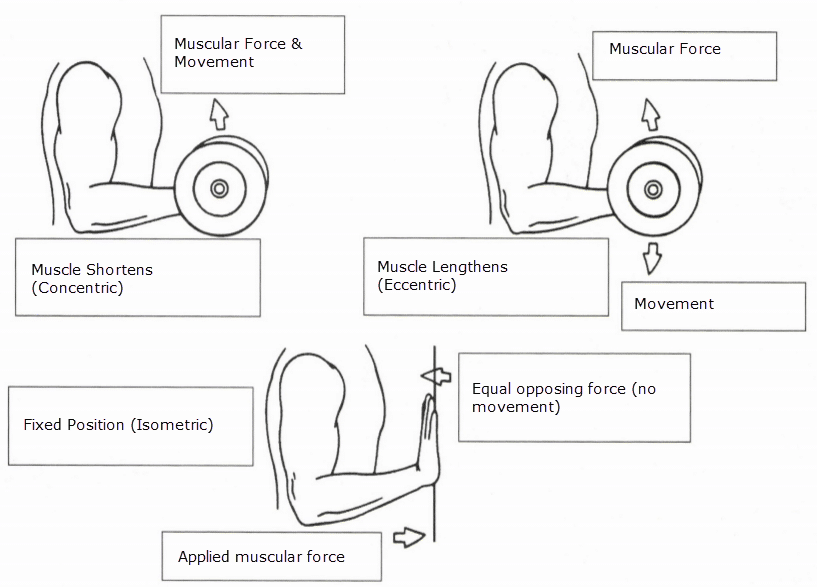 ISSA Unit 4 - Kinesiology of exercise 8 ISSA Unit 4 - Kinesiology of exercise 6