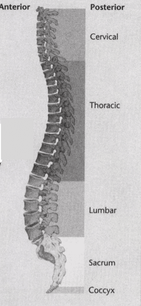 ISSA Unit 6 - Musculoskeletal deviations 11 ISSA Unit 6 - Musculoskeletal deviations 9