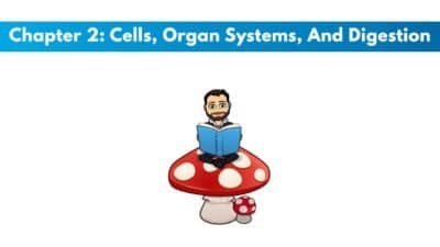 ISSA Nutritionist Chapter 2: Cells, Organ Systems, And Digestion