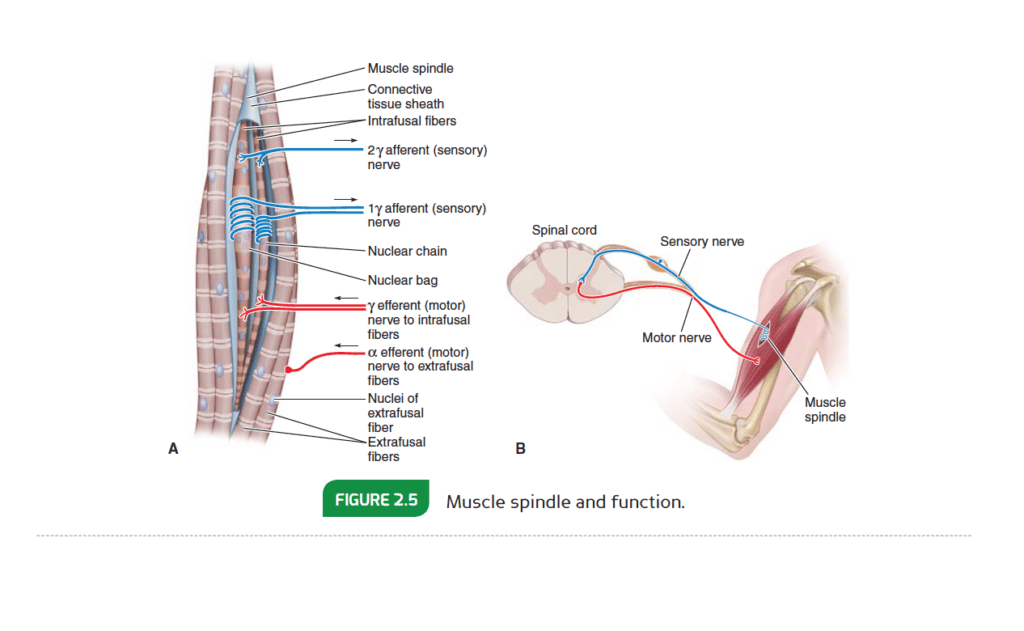 Comparing NASM and ISSA: Which Certification is Right for You? 48 NASM textbook includes corresponding charts and infographics