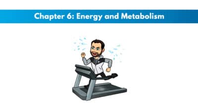 ISSA Chapter 6: Energy and Metabolism