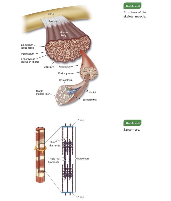 Visual graphic showing the inside of a muscle from the NASM textbook 