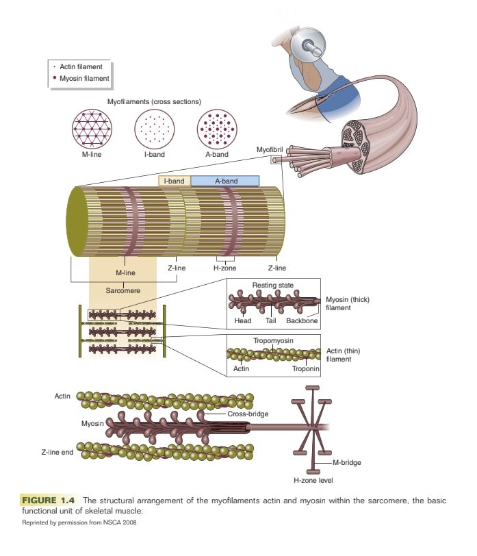 NSCA muscle cell diagram