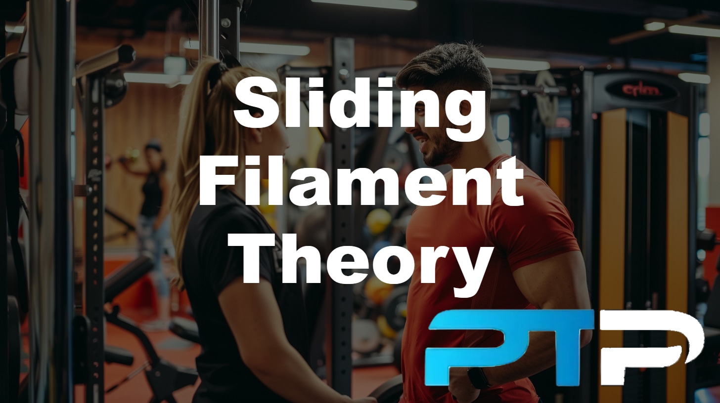 sliding filament theory featured image